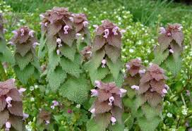 Attēlu rezultāti vaicājumam “Lamium purpureum flower”