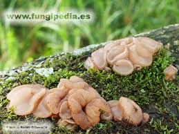 Attēlu rezultāti vaicājumam “Neobulgaria pura”