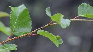 Attēlu rezultāti vaicājumam “Betula nana leaf”