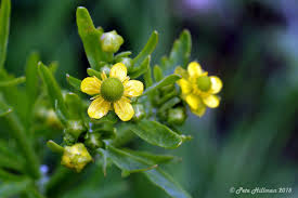 Attēlu rezultāti vaicājumam “Ranunculus sceleratus leaf”