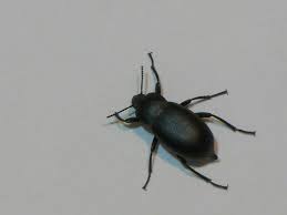 Attēlu rezultāti vaicājumam “Blaps mortisaga”