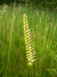 Attēlu rezultāti vaicājumam “Cynosurus cristatus flower”