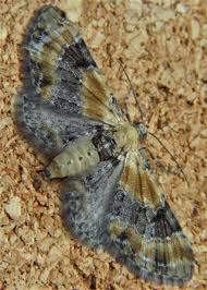 Attēlu rezultāti vaicājumam “Eupithecia linariata”