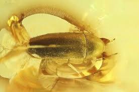 Attēlu rezultāti vaicājumam “Melandryidae”