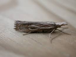 Attēlu rezultāti vaicājumam “Pediasia contaminella”