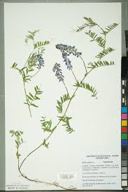 Attēlu rezultāti vaicājumam “Vicia cracca”