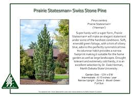 Image result for Pinus cembra