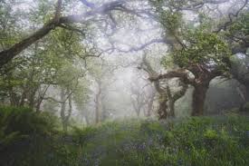 Image result for Tri-Cornwall