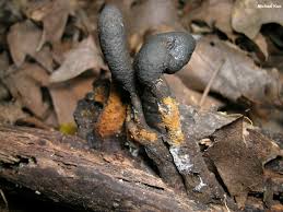 Attēlu rezultāti vaicājumam “Xylaria longipes”