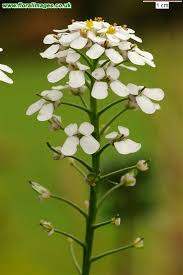 Image result for Iberis amara