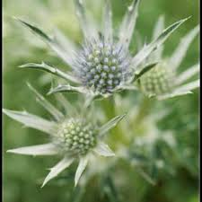 Attēlu rezultāti vaicājumam “Aulacomnium androgynum sporophyte”