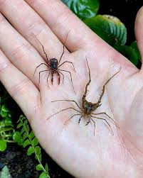 Attēlu rezultāti vaicājumam “Arachnida”