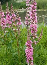 Image result for Lythrum salicaria