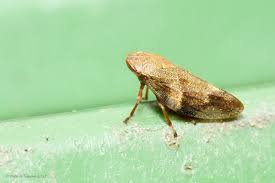 Attēlu rezultāti vaicājumam “Aphrophora nymph”