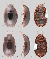 Attēlu rezultāti vaicājumam “Hydrophilidae”