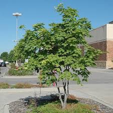 Attēlu rezultāti vaicājumam “Acer pseudosieboldianum”