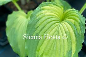 Image result for Hosta Warpaint
