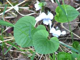 Attēlu rezultāti vaicājumam “Viola epipsila”