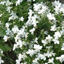 Attēlu rezultāti vaicājumam “Lobelia erinus flower”