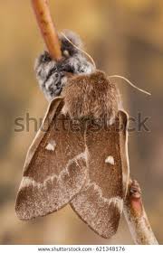 Attēlu rezultāti vaicājumam “Eriogaster lanestris”