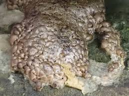 Attēlu rezultāti vaicājumam “Enteridium olivaceum”