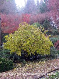 Attēlu rezultāti vaicājumam “Corylus avellana”