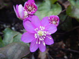 Attēlu rezultāti vaicājumam “Hepatica nobilis leaf”