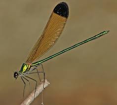 Attēlu rezultāti vaicājumam “Calopterygidae”