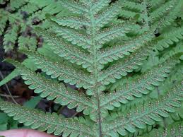 Attēlu rezultāti vaicājumam “Phegopteris connectilis”