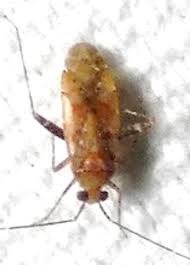 Attēlu rezultāti vaicājumam “Phytocoris sp.”