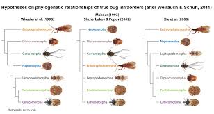 Attēlu rezultāti vaicājumam “Heteroptera”