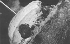 Attēlu rezultāti vaicājumam “Ophiostoma polyporicola”