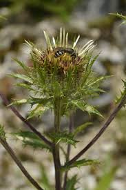 Attēlu rezultāti vaicājumam “Carlina biebersteinii bud”