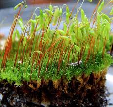 Attēlu rezultāti vaicājumam “Bryum capillare”