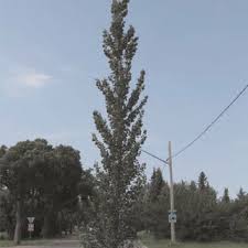 Attēlu rezultāti vaicājumam “Populus x petrowskyana”