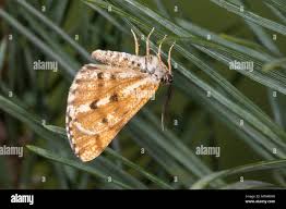 Attēlu rezultāti vaicājumam “Bupalus piniaria male”