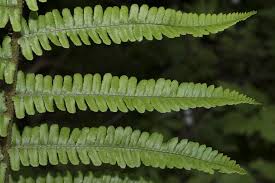 Attēlu rezultāti vaicājumam “Dryopteris affinis”