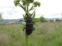 Attēlu rezultāti vaicājumam “Lamia textor”