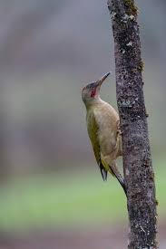 Attēlu rezultāti vaicājumam “Picus viridis”