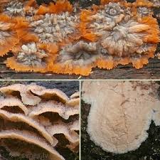 Attēlu rezultāti vaicājumam “Asterodon ferruginosus”