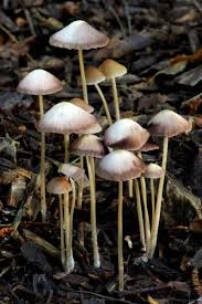 Attēlu rezultāti vaicājumam “Mycena filopes”