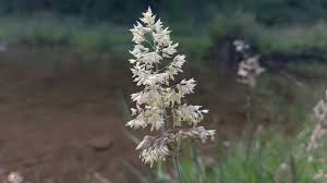 Attēlu rezultāti vaicājumam “Holcus lanatus”