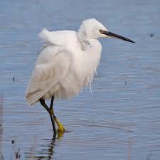 Attēlu rezultāti vaicājumam “Egretta garzetta”