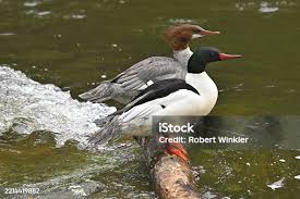 Attēlu rezultāti vaicājumam “Mergus merganser male”