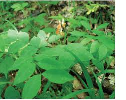 Attēlu rezultāti vaicājumam “Lathyrus laevigatus”