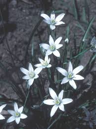 Attēlu rezultāti vaicājumam “Ornithogalum umbellatum flower”
