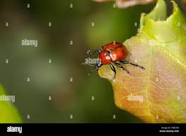 Attēlu rezultāti vaicājumam “Attelabus nitens”