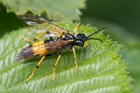 Attēlu rezultāti vaicājumam “Tenthredo campestris”