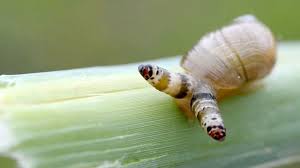 Attēlu rezultāti vaicājumam “Leucochloridium paradoxum larva”