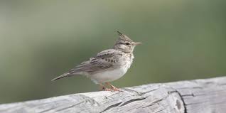 Attēlu rezultāti vaicājumam “Galerida cristata adult”